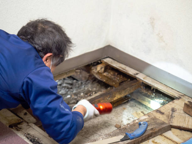 Best Fast Mold Removal  in Fort Hood, TX