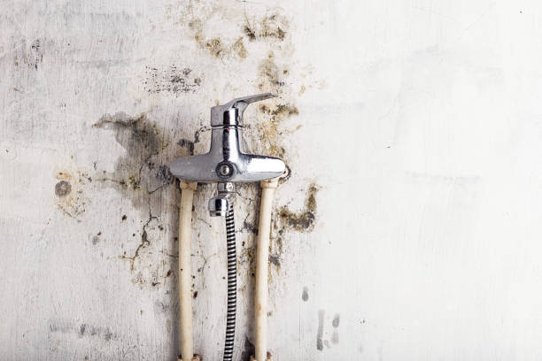 Best Black Mold Removal  in Fort Hood, TX