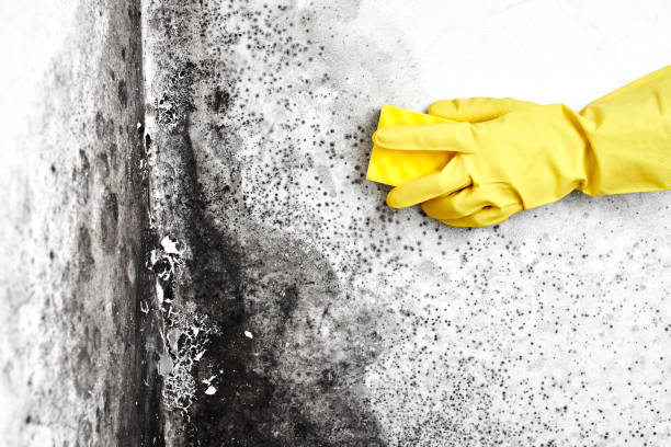 Best Best Mold Removal Companies  in Fort Hood, TX
