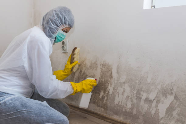 Best Certified Mold Removal  in Fort Hood, TX