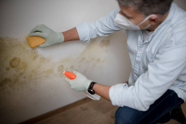 Best Mold Testing  in Fort Hood, TX