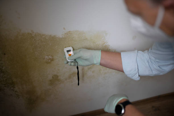 Office Mold Removal Services in Fort Hood, TX