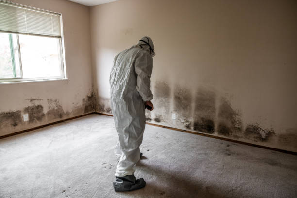 Best Mold Cleaning Services  in Fort Hood, TX