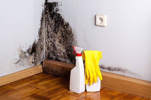 Crawl Space Mold Removal in Fort Hood, TX