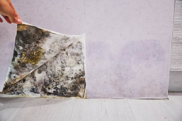  Fort Hood, TX Mold Removal Pros